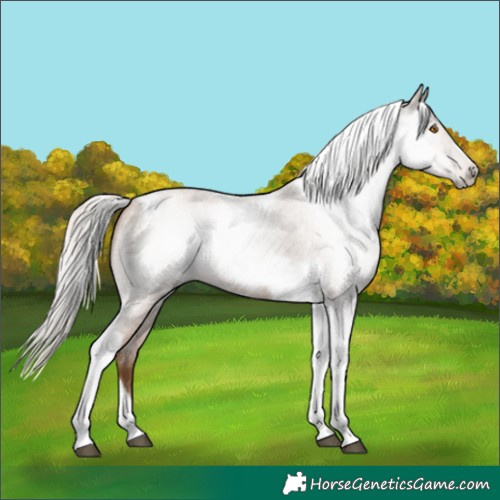 Horse Color:Gray Silver Blue Roan Pearl Tobiano Frame 