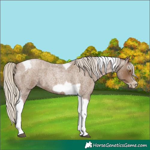 Horse Color:Gray Silver Blue Roan Pearl Tobiano Frame 