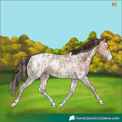 Horse Color:Amber Champagne Sabino Tobiano Appaloosa  and Amber Champagne Sabino Tobiano Appaloosa 