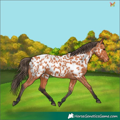 Horse Color:Bay Appaloosa 
