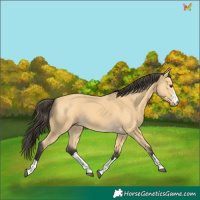 Horse Color:Buckskin