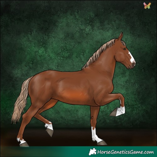 Horse Color:Chestnut 