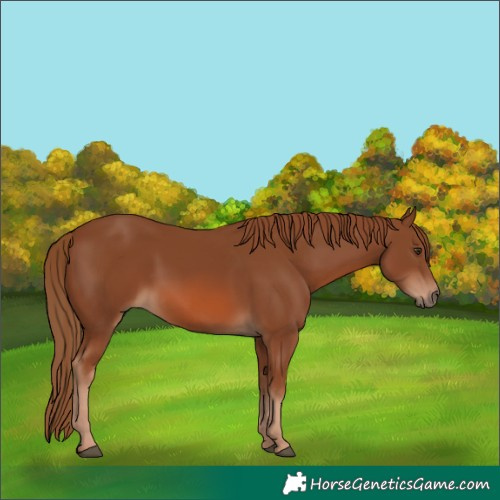 Horse Color:Chestnut 