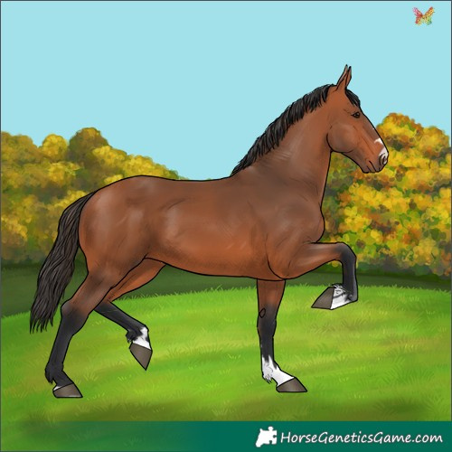 Horse Color:Bay 