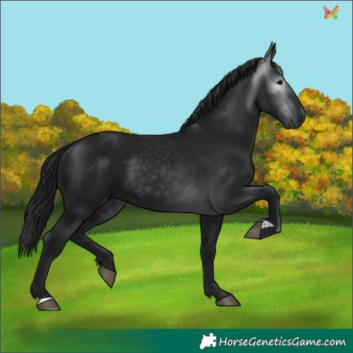 Horse Color:Gray Black 