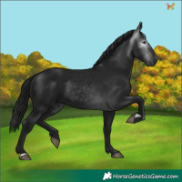 Horse Color:Gray Black 
