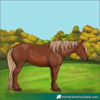 Horse Color:Chestnut 