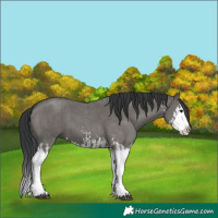 Horse Color:Grullo Sabino Splash  and Grullo Sabino Splash 