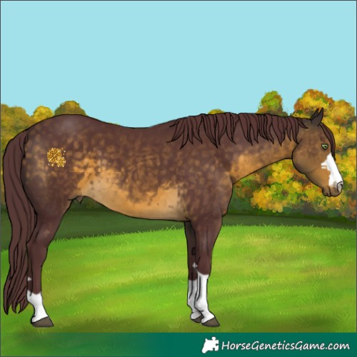 Horse Color:Chocolate Buckskin 