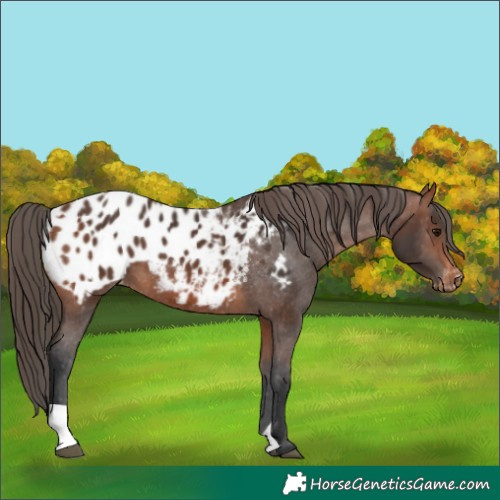 Horse Color:Bay Appaloosa  and Brown Appaloosa 