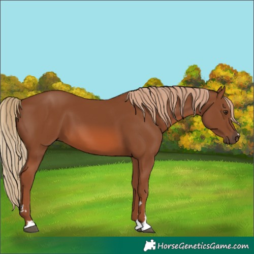 Horse Color:Chestnut 