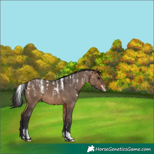 Horse Color:Powder White Brown Dun 