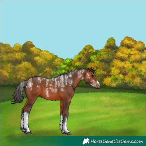 Horse Color:Unknown 