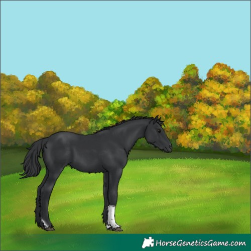 Horse Color:White Spotted Black Tobiano 