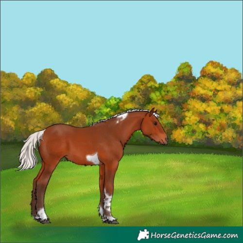 Horse Color:Unknown 
