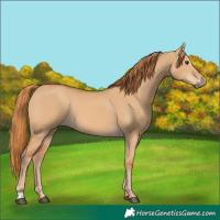 Horse Color:Red Dun 