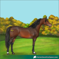 Horse Color:Brown 