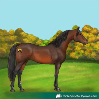 Horse Color:Brown 