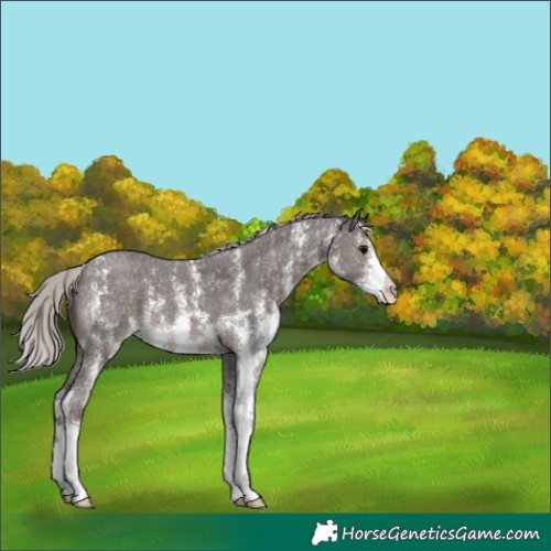 Horse Color:Silver Black Sabino 