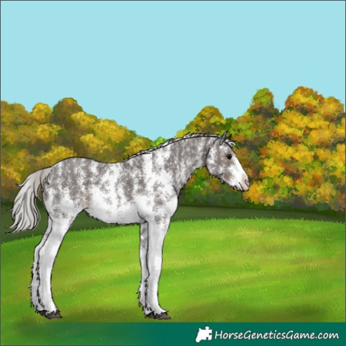 Horse Color:Silver Black Sabino 