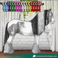 Horse Color:Liver Chestnut Sabino Tobiano 