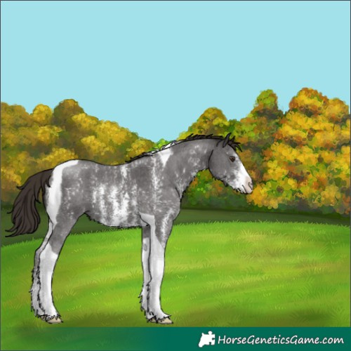 Horse Color:Liver Chestnut Sabino Tobiano 
