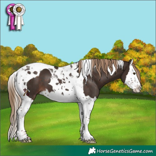 Horse Color:Liver Chestnut Splash Tobiano 