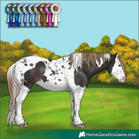 Horse Color:Liver Chestnut Splash Tobiano 