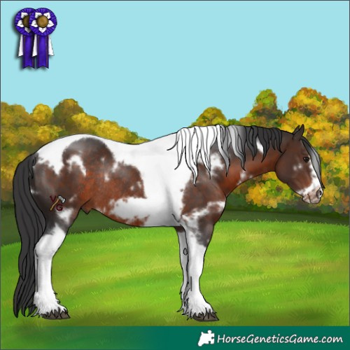 Horse Color:White Spotted Brown Tobiano Frame Rabicano 