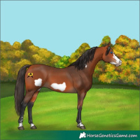 Horse Color:Bay Frame