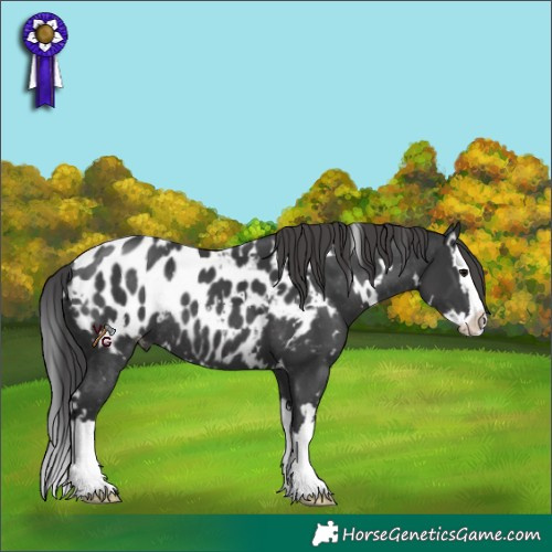 Horse Color:White Spotted Black Splash Appaloosa Rabicano