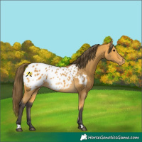 Horse Color:Buckskin Appaloosa 