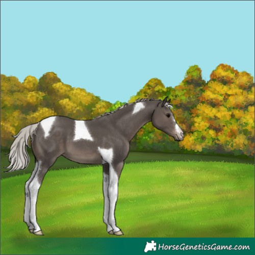 Horse Color:Silver Black Tobiano 