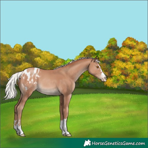 Horse Color:Silver Classic Champagne Appaloosa 