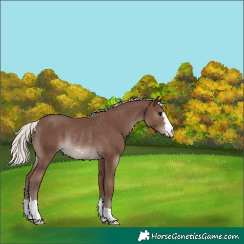 Horse Color:Silver Black Rabicano 