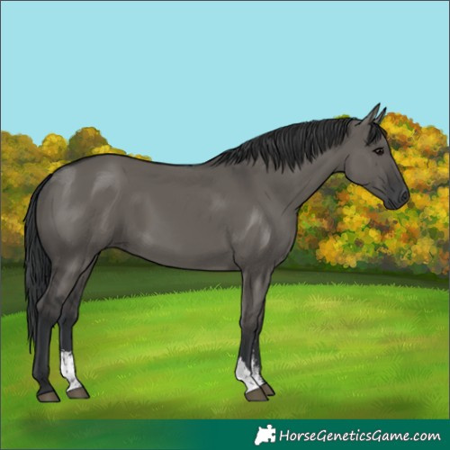 Horse Color:Grullo Sabino Rabicano