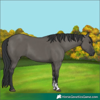 Horse Color:Grullo Sabino Rabicano