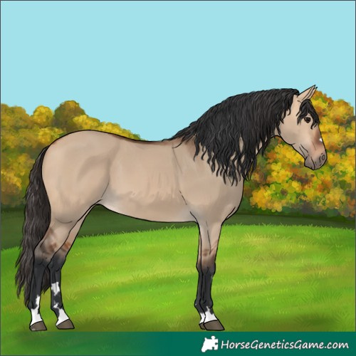Horse Color:Bay Dun 