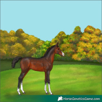 Horse Color:White Spotted Bay 