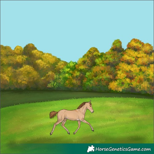 Horse Color:Red Dun Rabicano 