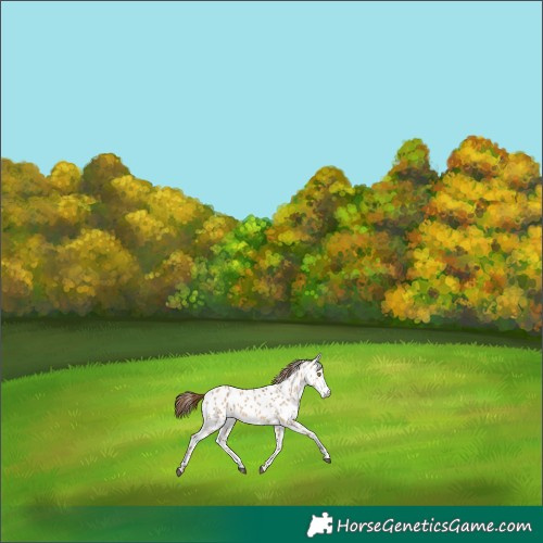 Horse Color:Red Dun Sabino Appaloosa Rabicano 