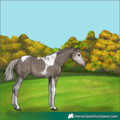 Horse Color:Silver Black Tobiano 