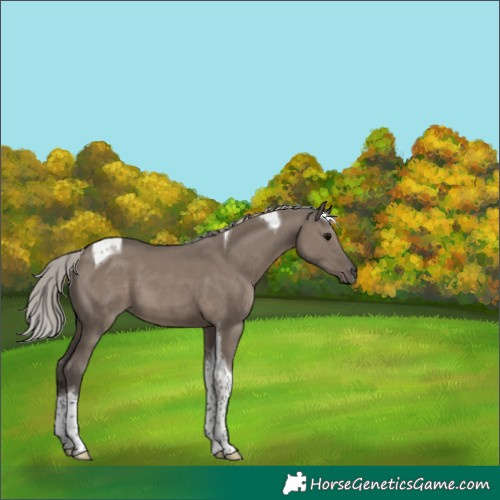 Horse Color:Silver Grullo Tobiano 
