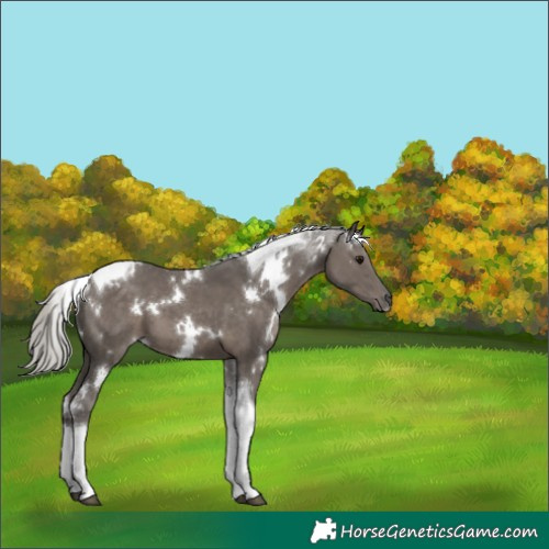 Horse Color:White Spotted Silver Black Tobiano 