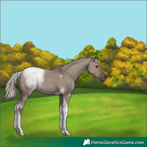 Horse Color:Silver Grullo Tobiano 