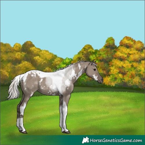 Horse Color:White Spotted Silver Grullo Tobiano 
