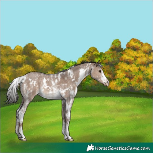 Horse Color:White Spotted Liver Red Dun Sabino 