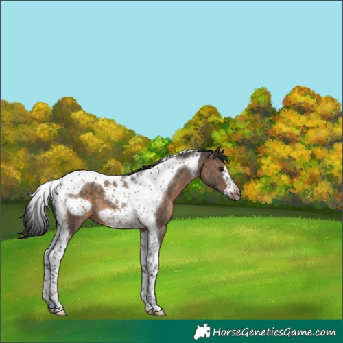 Horse Color:Brown Dun Tobiano Frame 