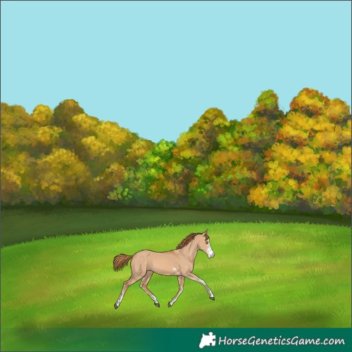 Horse Color:Red Dun Sabino Rabicano 