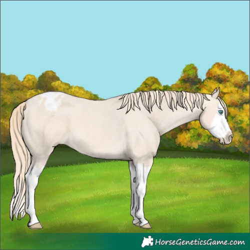 Horse Color:Perlino Splash  and Perlino Splash Appaloosa 